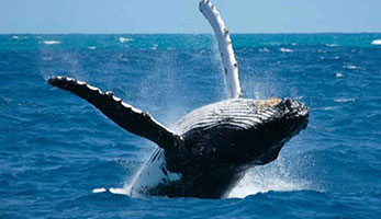 safaris baleine pendant la saison